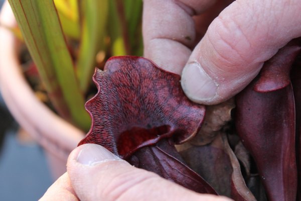 Eric Kunz shows off the leaves on a purple pitcher plant that is used to funnel and trap insects inside the plant. KYLE CAMPBELL