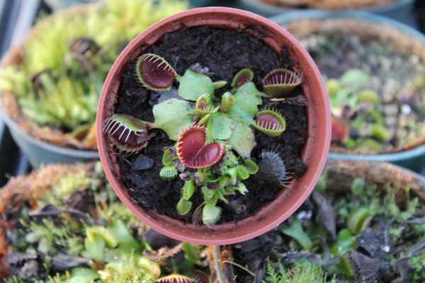 Dozens venus flytraps are on display inside the Seemore Gardens greenhouse in St. James. KYLE CAMPBELL