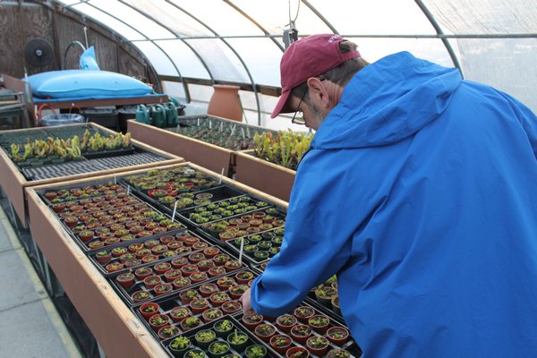 Eric Kunz, owner of Seemore Gardens, shows off his collection of carnivorous plants inside his greenhouse in the Hitherbrook Nursery in St. James. KYLE CAMPBELL