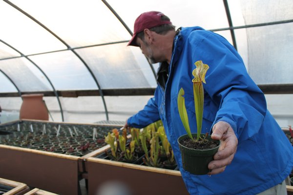Eric Kunz, owner of Seemore Gardens, shows off his collection of carnivorous plants inside his greenhouse in the Hitherbrook Nursery in St. James. KYLE CAMPBELL