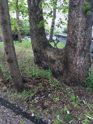 This tree in a Hampton Bays yard may be an example of what Native Americans did to form tree structures that were used as navigational aids or for indications of the direction of hunting grounds or other directional features.