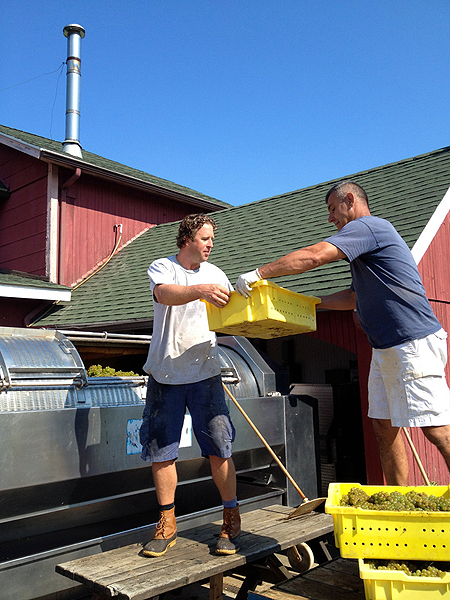 The winery crew at Peconic Bay Vineyards was busy picking and loading riesling into the press last week.    LOUISA HARGRAVE