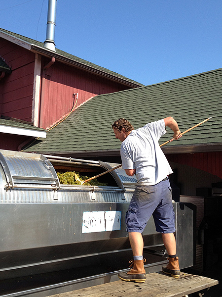 The winery crew at Peconic Bay Vineyards was busy picking and loading riesling into the press last week.    LOUISA HARGRAVE