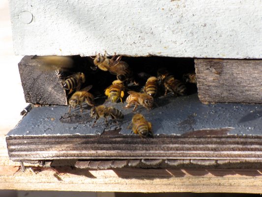 Pollen-packed workers coming in to unload. LISA DAFFY