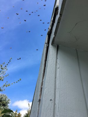 Bees on orientation flights outside their hive in the wall. LISA DAFFY