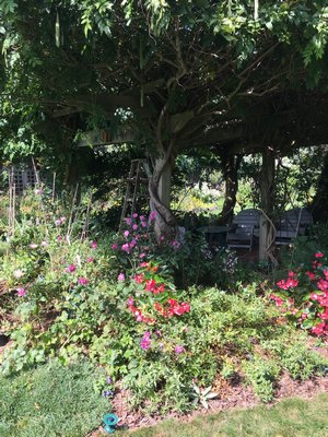 Some of Ernie’s plantings—a happy home for pollinators. LISA DAFFY