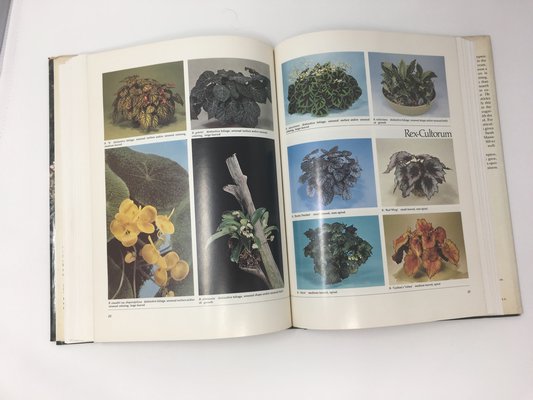 Begonias: The Complete Reference Guide