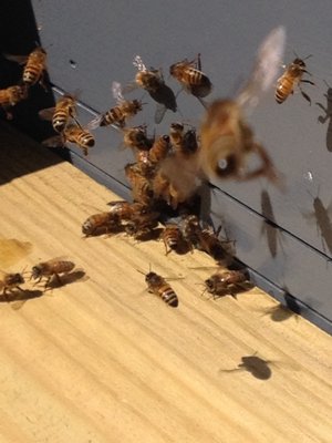 The hive entrance is a busy place on sunny spring days. LISA DAFFY