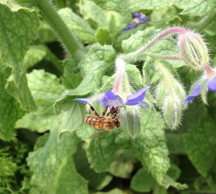 Honeybee foraging on a borage flower. LISA DAFFY