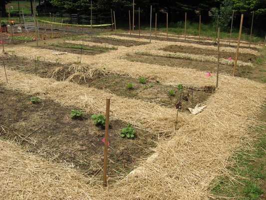 The community garden at the Peconic Land Trust's Agricultural Center at Charnews Farm in Southold. Photo courtesy Peconic Land Trust.