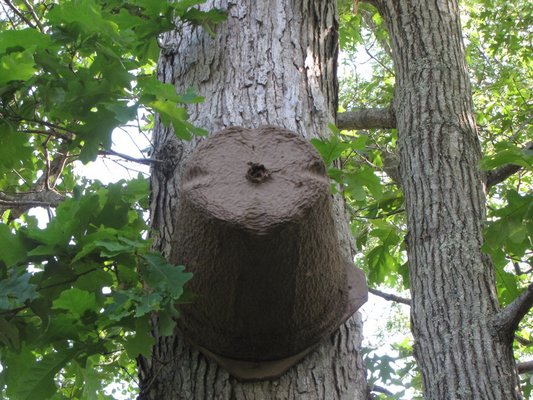 Swarm cone with honeybees coming and going through the front entrance hole. LISA DAFFY