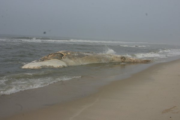 A rotting whale carcass that washed ashore Friday evening is now lying in the surf near Peters Pond Lane in Sagaponack. MICHAEL WRIGHT