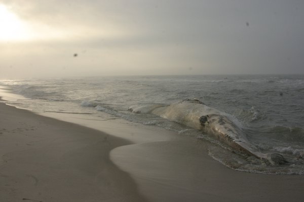 A rotting whale carcass that washed ashore Friday evening is now lying in the surf near Peters Pond Lane in Sagaponack. MICHAEL WRIGHT