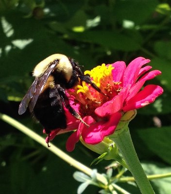 Bumblebee LISA DAFFY