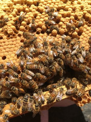 Nurse bees tending the capped brood. The larger bumps are rows of drone brood. LISA DAFFY