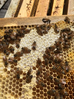First honey of the spring. Workers fan the open cells of nectar with their wings to reduce the moisture content. Once the moisture content is below 20%, the honey cells are sealed with a wax capping, and the honey will stay good for centuries. LISA DAFFY