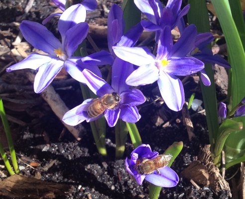 Early spring foraging on crocus flowers. LISA DAFFY