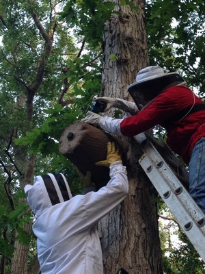 Patrick and Charlie taking the swarm cone down from the tree. LISA DAFFY