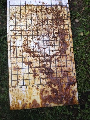 Disgusting gloppy mess left by small hive beetles on the bottom board. LISA DAFFY