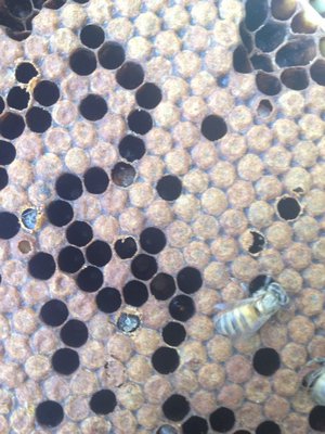 A newborn worker bee and others hatching. LISA DAFFY