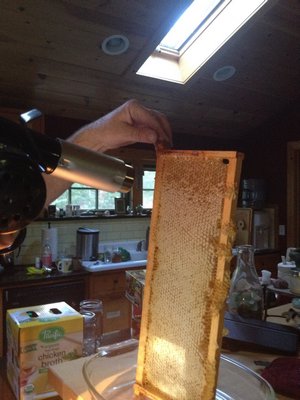 We used a heat gun to remove the wax caps from the cells, so the honey could flow out. LISA DAFFY