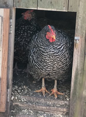 A resident of Rachel Stephens’S chicken coop. LISA DAFFY