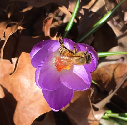 A worker bee checks out the crocus flowers. LISA DAFFY