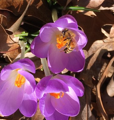 The bee’s proboscis is visible as she draws nectar from an early spring crocus. LISA DAFFY