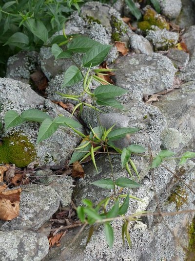 This black swallow-wort is growing over a stone wall, but they can also be found on the ground or growing up trees and shrubs. ANDREW MESSINGER ANDREW MESSINGER