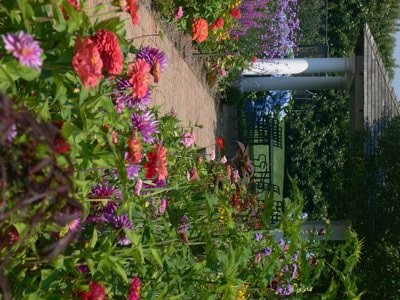 Purples, pinks and blues are already very popular in landscape design, as in this Sagaponack garden. ROXINE BROWN