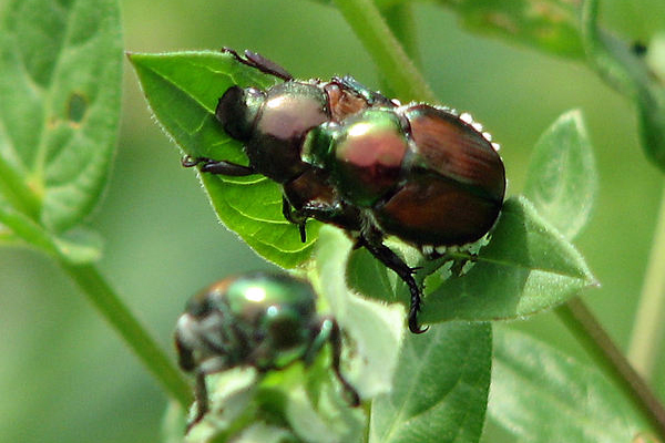 Japanese beetle