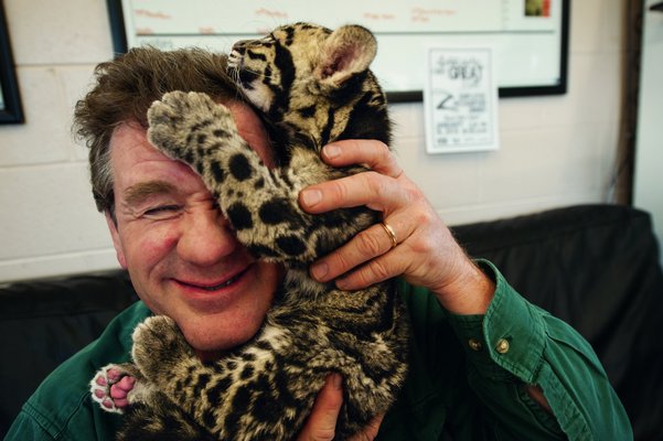 After a photo shoot at the Columbus Zoo in Ohio, a clouded leopard cub climbs onto Joel Sartore’s head. The leopards live in Asian tropical forests and illegally hunted for their spotted pelts. Photo by Grahm S. Jones, Columbus Zoo and Aquarium. © JOEL SARTORE/NATIONAL GEOGRAPHIC PHOTO ARK