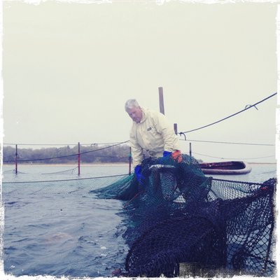 August 29: Jon Semlear works at his pound nets in Little Peconic Bay.