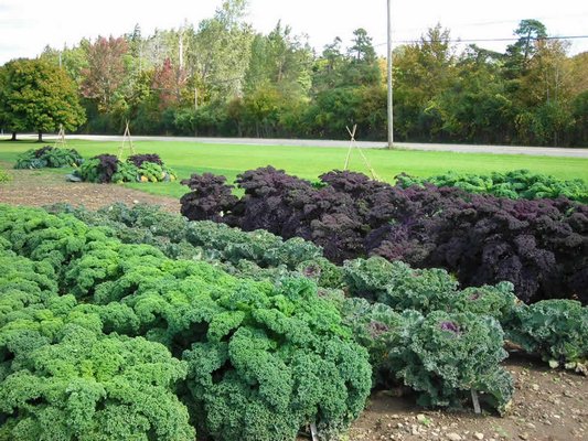 Kale Darkibor, Maribor and Redibor, growing side by side, offer maturities ranging from 50 to 75 days for mixed colors, flavors and maturity. ANDREW MESSINGER