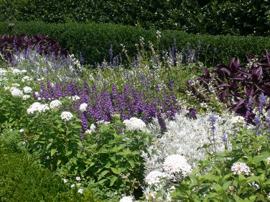 Purples, pinks and blues are already very popular in landscape design, as in this Lawrence, New York, garden. ROXINE BROWN