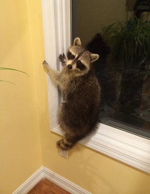 Raccoons are common pests that can be  invasive and aggressive.