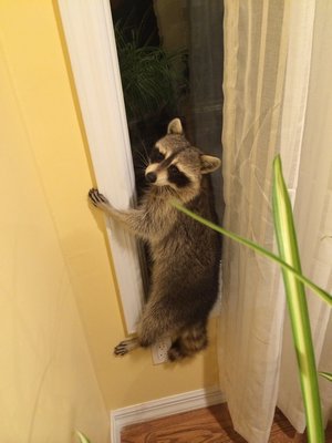 Raccoons are common pests that can be  invasive and aggressive.