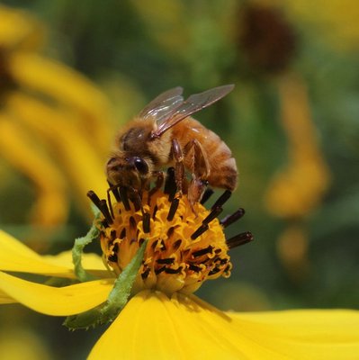 A honeybee gathering nectar. COURTESY LIANE POMFRET