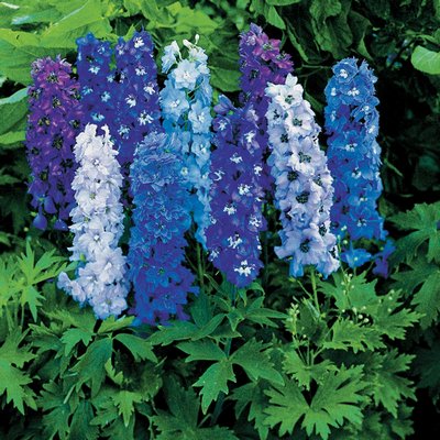 Most delphiniums come in shades of blue like these, but white, pink and even a near-red can sometimes be found as well. ANDREW MESSINGER