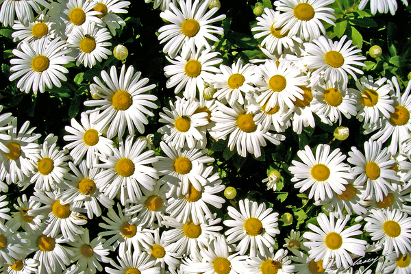 Montauk daisies