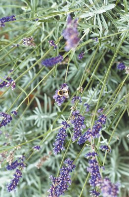 Lavender can be a beautiful, fragrant and useful addition.