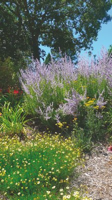 Lavender can be a beautiful, fragrant and useful addition.