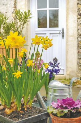 Forcing bulbs makes it possible to enjoy their flowers even in colder months.
