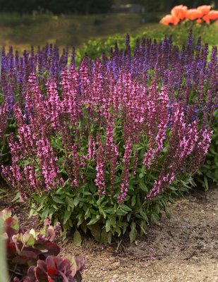 Salvia ‘New Dimension Rose’ is a perennial Salvia that you can grow from seed. At around 15 cents a seed (Harris and Park Seed) it’s much more economical that potted Salvias and it may flower the first year from a spring sowing. Plants are about 10 inches tall and compact. COURTESY THE NATIONAL GARDEN BUREAU