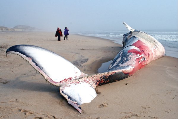 January 16: Beachgoers examine a dead finback whale that washed up on Napeague.