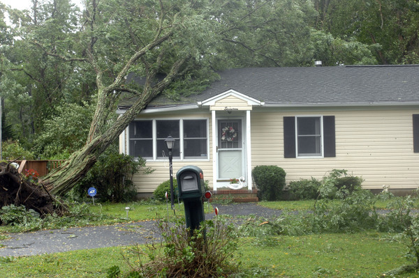 A tree on a house in Hampton Bays after Irene.  DANA SHAW