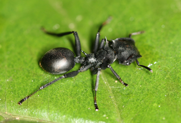 Ant