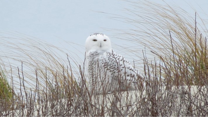 December 5: A snowy owl takes in the sights on Dune Road in East Quogue last week.