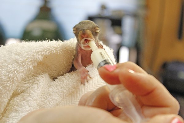 April 11: The Evelyn Alexander Wildlife Rescue Center in Hampton Bays is caring for three two-week-old squirrels, two males and a female, brought in by a resident who removed the nest from a tree in Remsenburg. The baby animals are fed a formula from a syringe five times a day. Wildlife technician Annette Kearney said they will remain at the center for about 14 weeks, until they can fend for themselves.