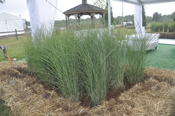 Landscape architect Christopher LaGuardia used hay bales to create planters outside Art Southampton. MICHELLE TRAURING